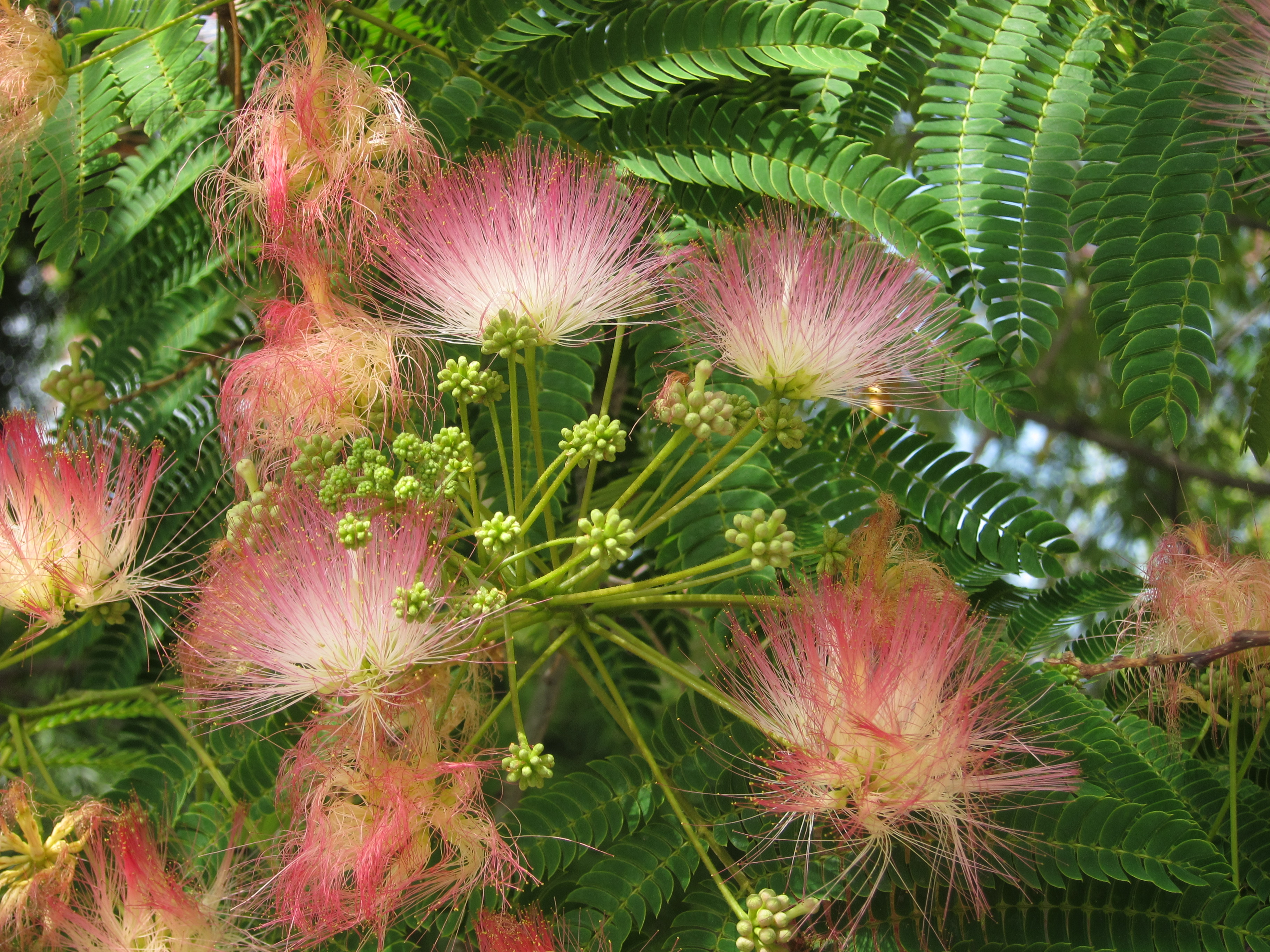 Mimosa Tree